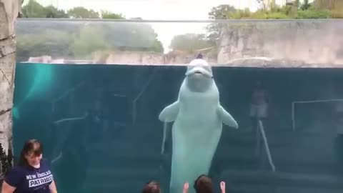 Funny Kids at the Aquarium _ Girl SPOOKED By A Beluga Whale!