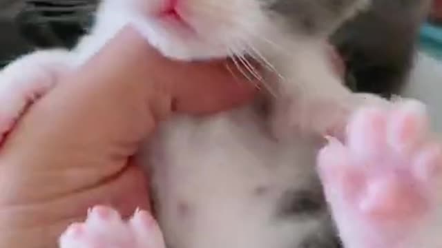 OMG so cute cats best funny cats video