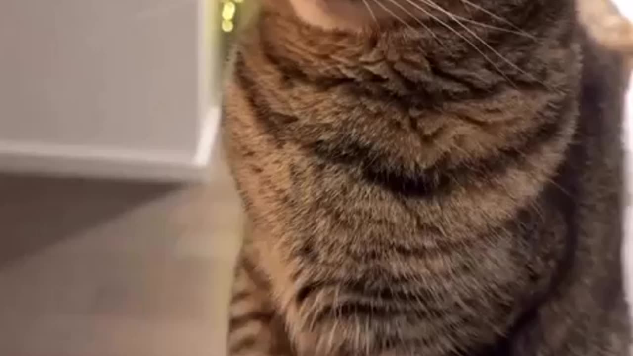Cute Cat