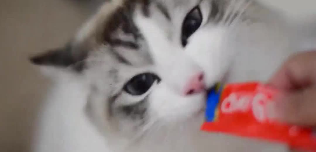 cute fat cat likes to eat snacks [little tongue licking] [daily video of long sister Youdi]