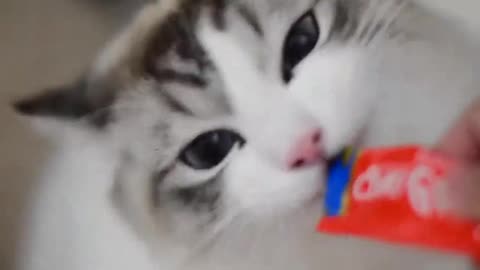 cute fat cat likes to eat snacks [little tongue licking] [daily video of long sister Youdi]