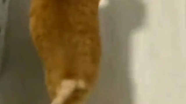 Best funniest cats video part 4🤣😹🐱🦖