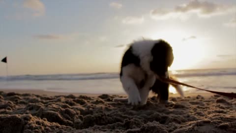 Cute Puppy Playing On The Beach