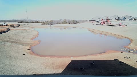 The Pond
