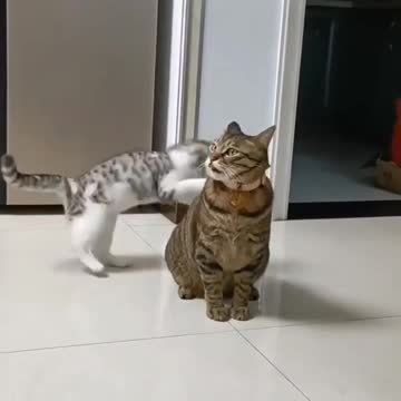 👉🐈🤣🤣Cat They play together.