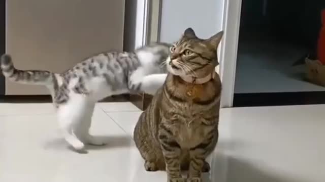 πππ€£π€£Cat They play together.