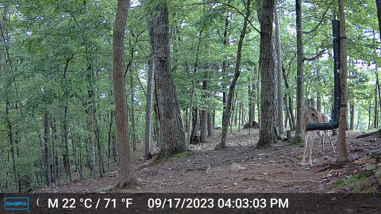 The Woods – 09/18/2023