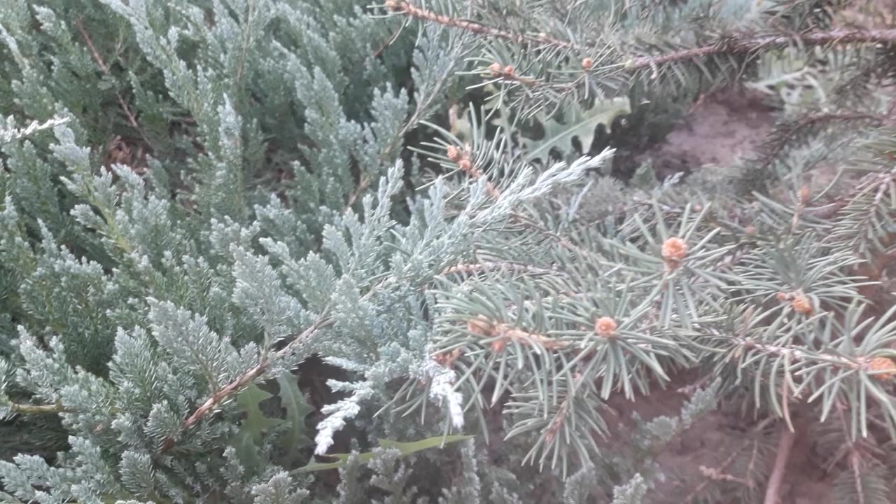 Juniper and herringbone