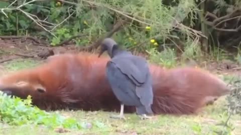 Vulture cleans the capybara of mites and other parasites.