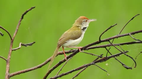 Rufous-tailed Tailorbird