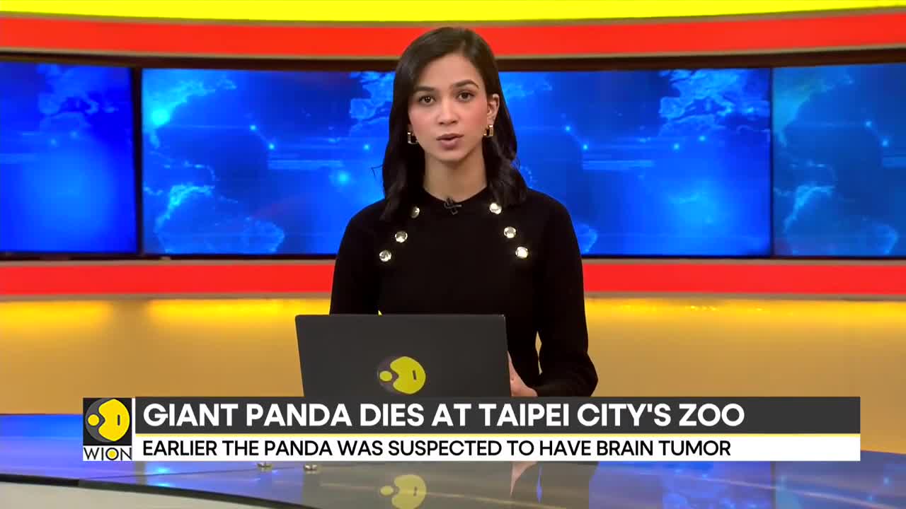 Giant Panda Tuan Tuan, gifted by China to Taiwan, dies _ Top News _ Pandas _ International News _