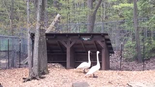 Trumpeter Swans Share Gossip