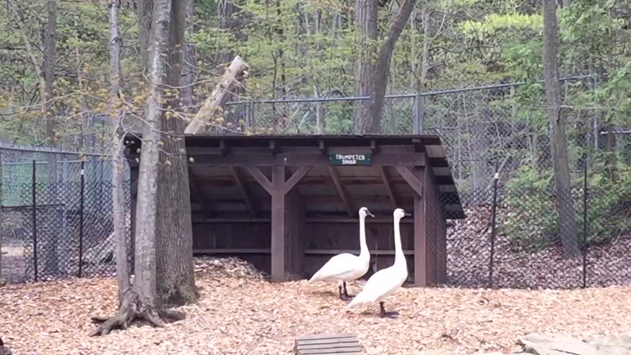 Trumpeter Swans Share Gossip