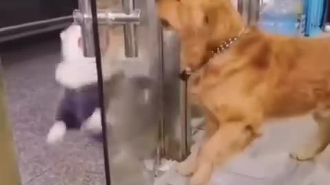 Funny animals video