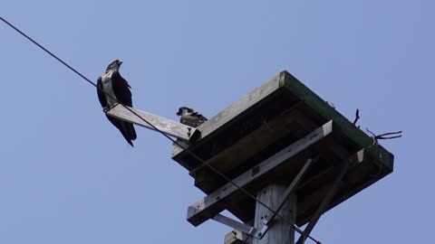 Active Osprey Nests On the Cayuga Lake Osprey Trail