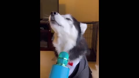 Very funny animal videos