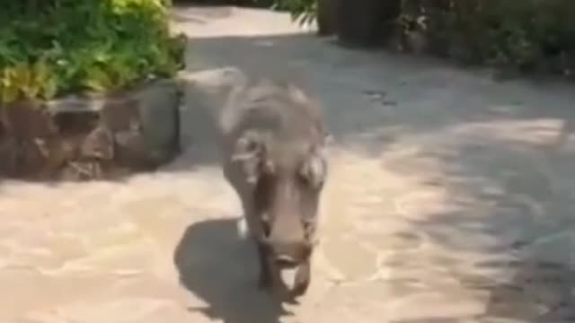 funny animals video