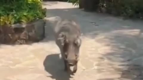funny animals video