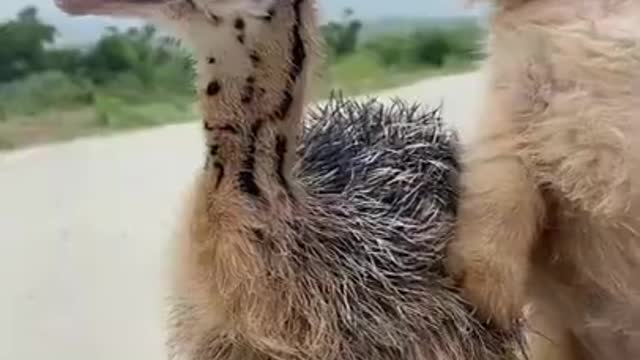 Puppy and baby EMU are best friend