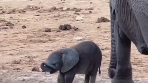 Baby elephant to start your day 😍