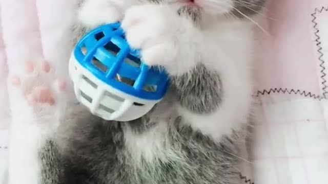 OMG So Cute Cats ♥ Best Funny Cat ❤️🐈Videos 2021 #shorts