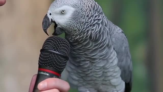 Talking Parrot | VOANews