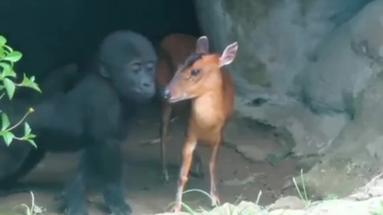 A baby gorilla gently interacts with a deer.