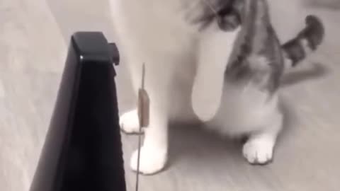 Cat scared with pendulam