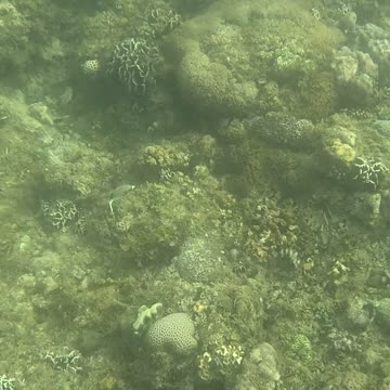 Snorkeling Adventures Philippines. The reef is growing fast, so many new corals, colors, and life🐡🐠🐟
