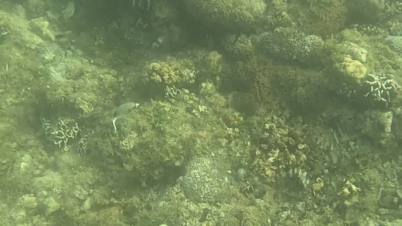 Snorkeling Adventures Philippines. The reef is growing fast, so many new corals, colors, and life🐡🐠🐟