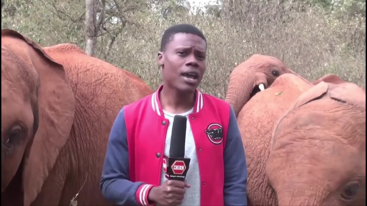 MAN vs ELEPHANT: Baby Elephant Plays with KBC Journalist