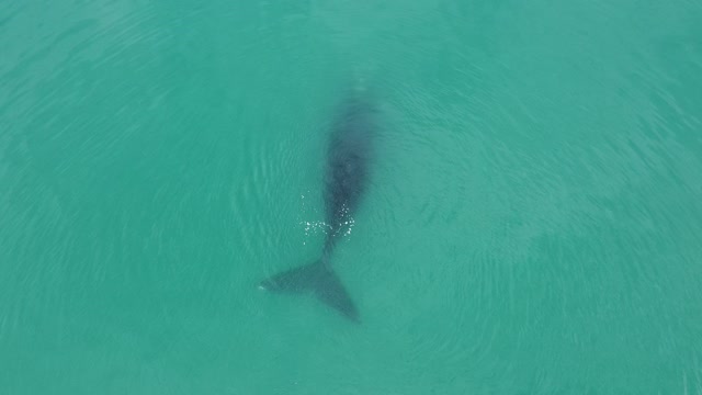 Right Whale's V-Shaped Water Spout