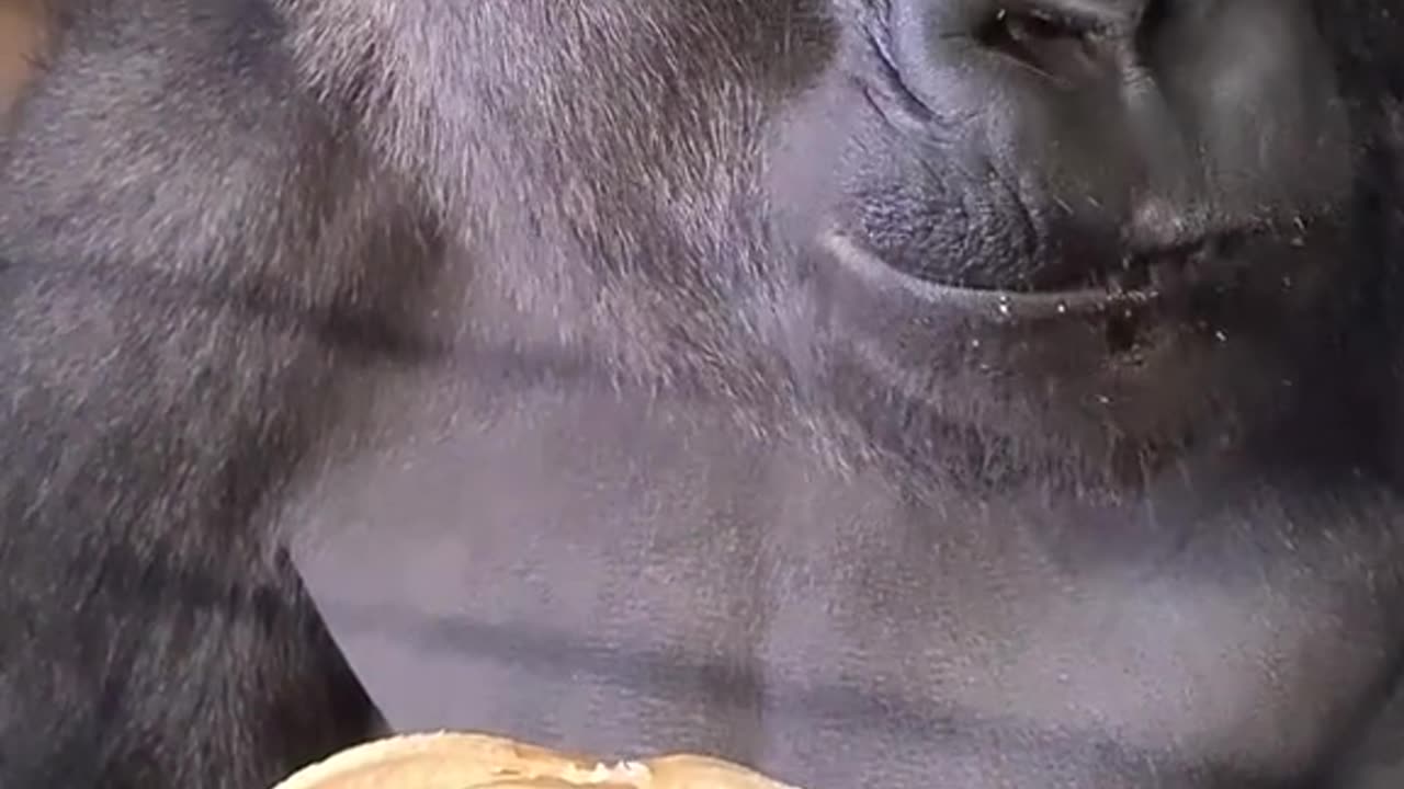 Kingkong 😎