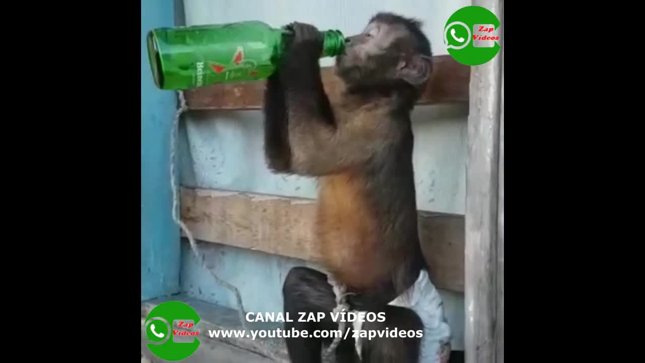 Funny monkey