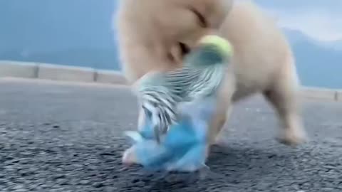 A baby dog playing with his friend parrot.