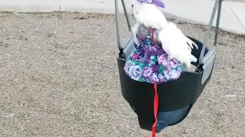 Coolest Cockatoo on the Playground