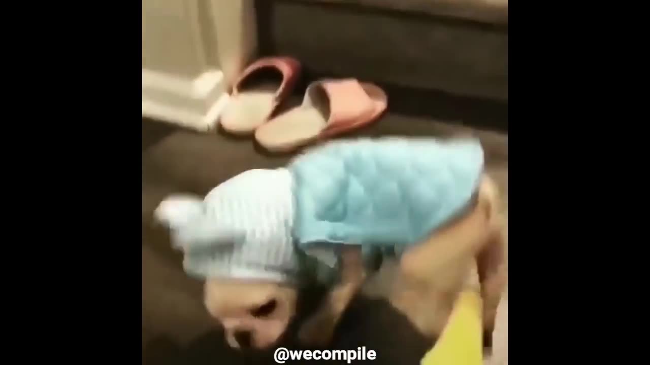 Best short video try not laugh 😂 2023