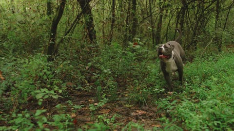 Pitbull chasing prey in the jungle