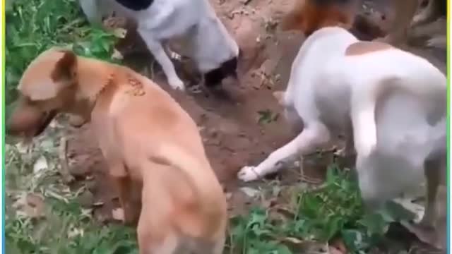 ~ Dogs Bury Their Friend In The Most Heart Touching Video 😭😭😭