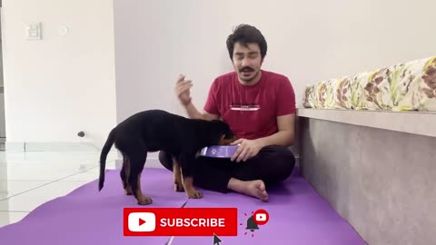 HOW TO TRAIN YOUR PUPPY FOR FOOD DISCIPLINE | 3 MONTHS OLD ROTTWEILER PUPPY TRAINING | DOG TRAINING