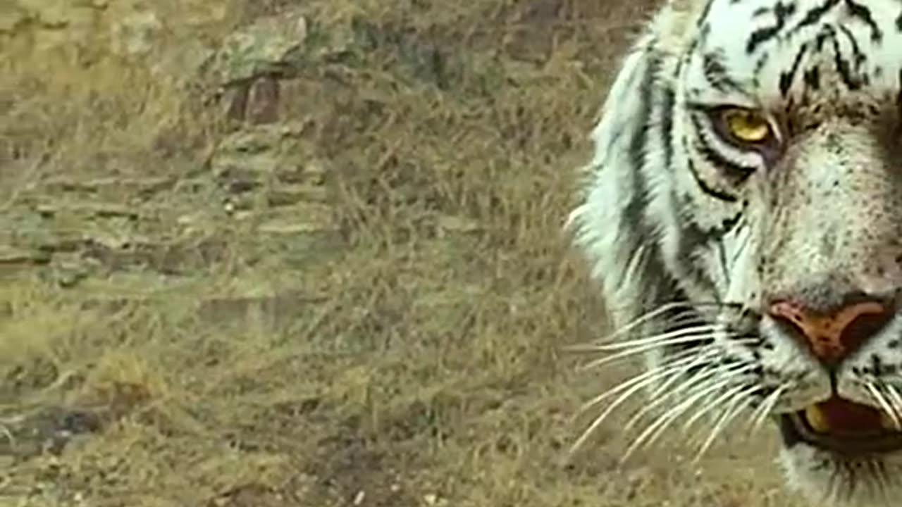 Tiger vs Lions