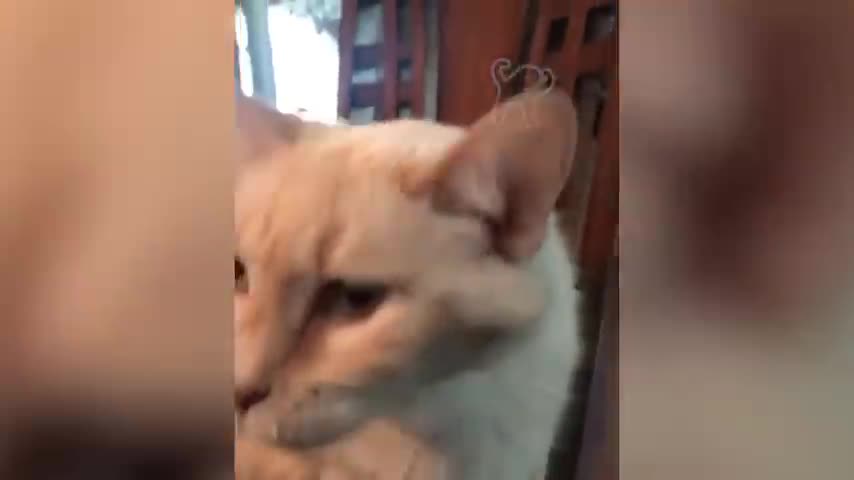 BEST DANK CAT MEMES COMPILATION OF 2020 PART 10 (from TikTok)