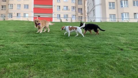 Golden Retriever Doesn't Want to Share His Toy with