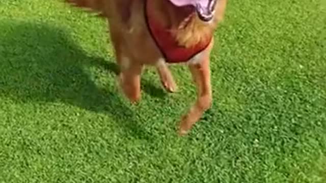 The dog is so handsome when running