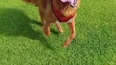 The dog is so handsome when running