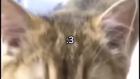 Funny cat videos 😂😜