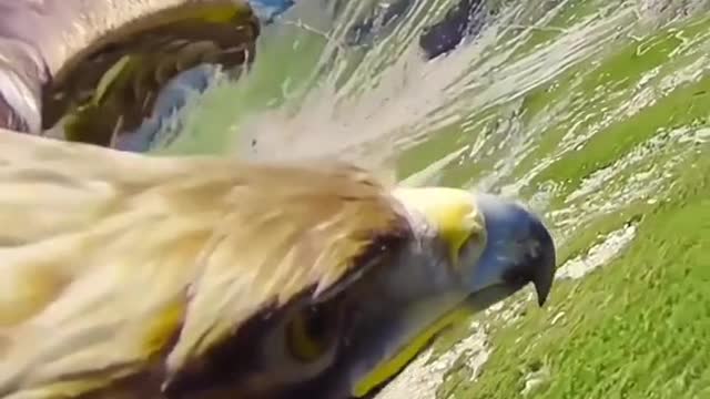 Golden eagle