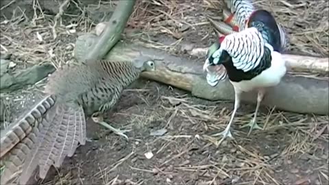 Beautiful Golden Pheasants and wading birds