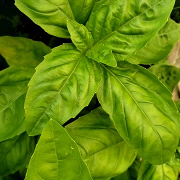 Harvesting Basil