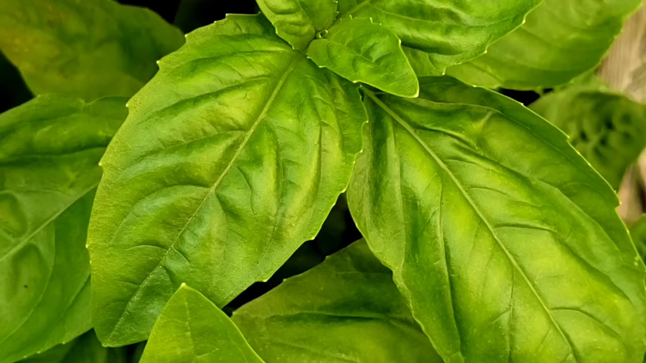 Harvesting Basil